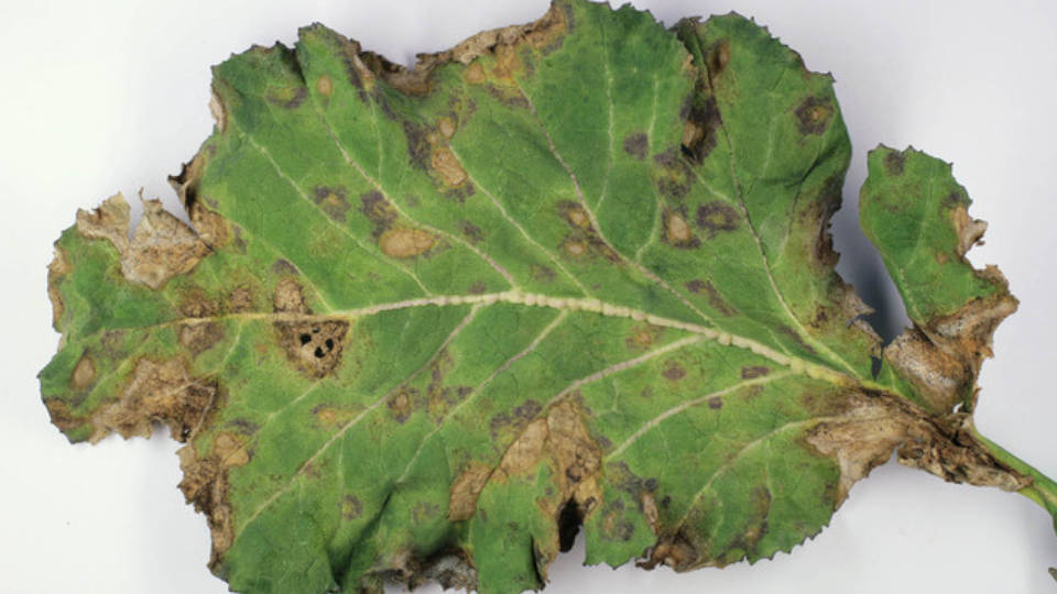 Cylindrosporioza roślin kapustnych